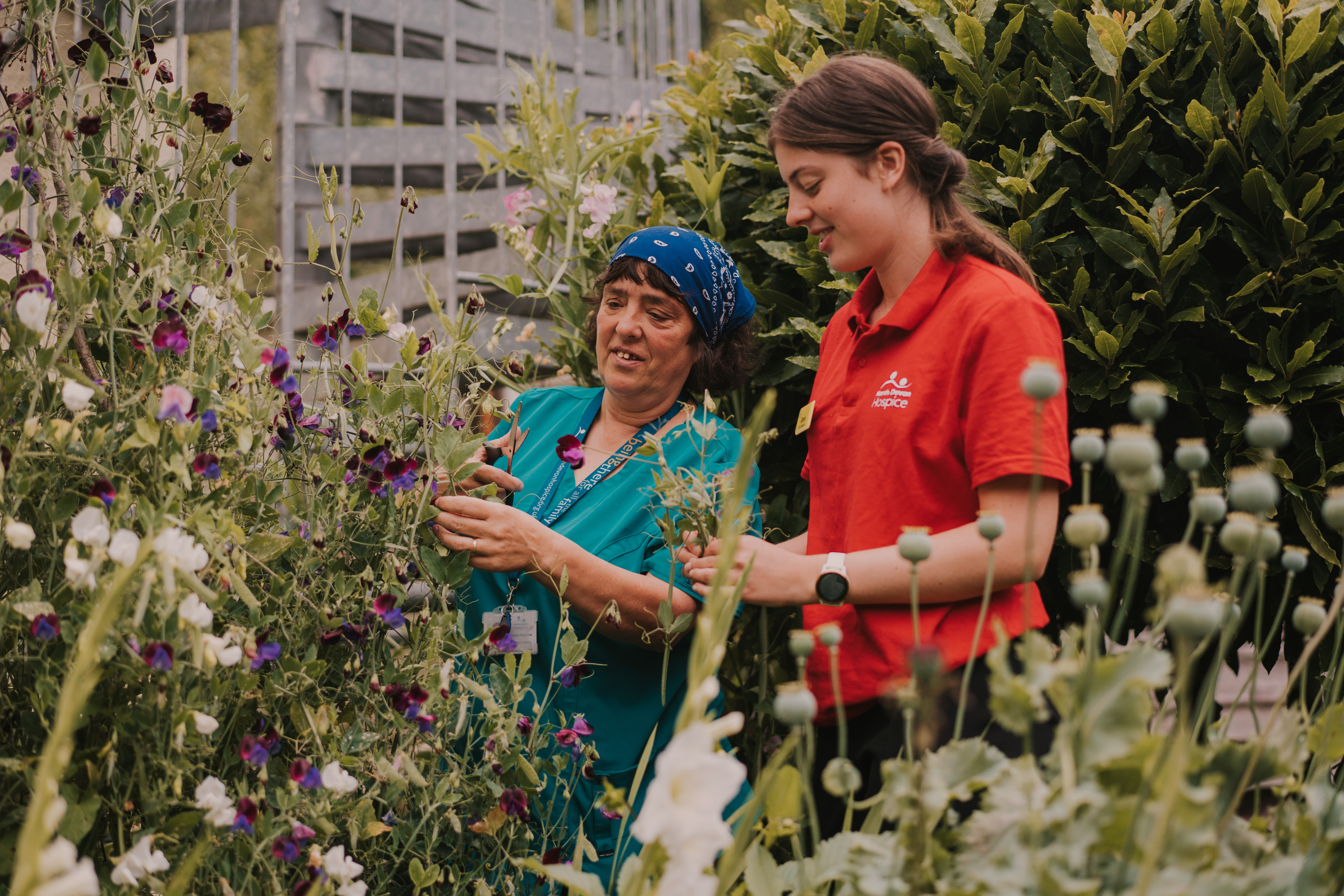 Female healthcare assistant in a teal tunic and a female student in a red t-shirt, picking flowers from the hospice garden