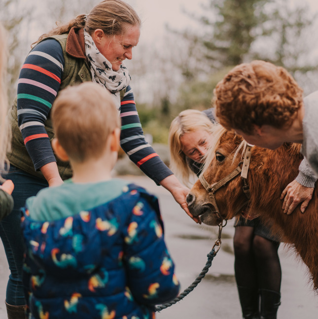 Two children and two female adults feeding carrots to a brown miniature pony