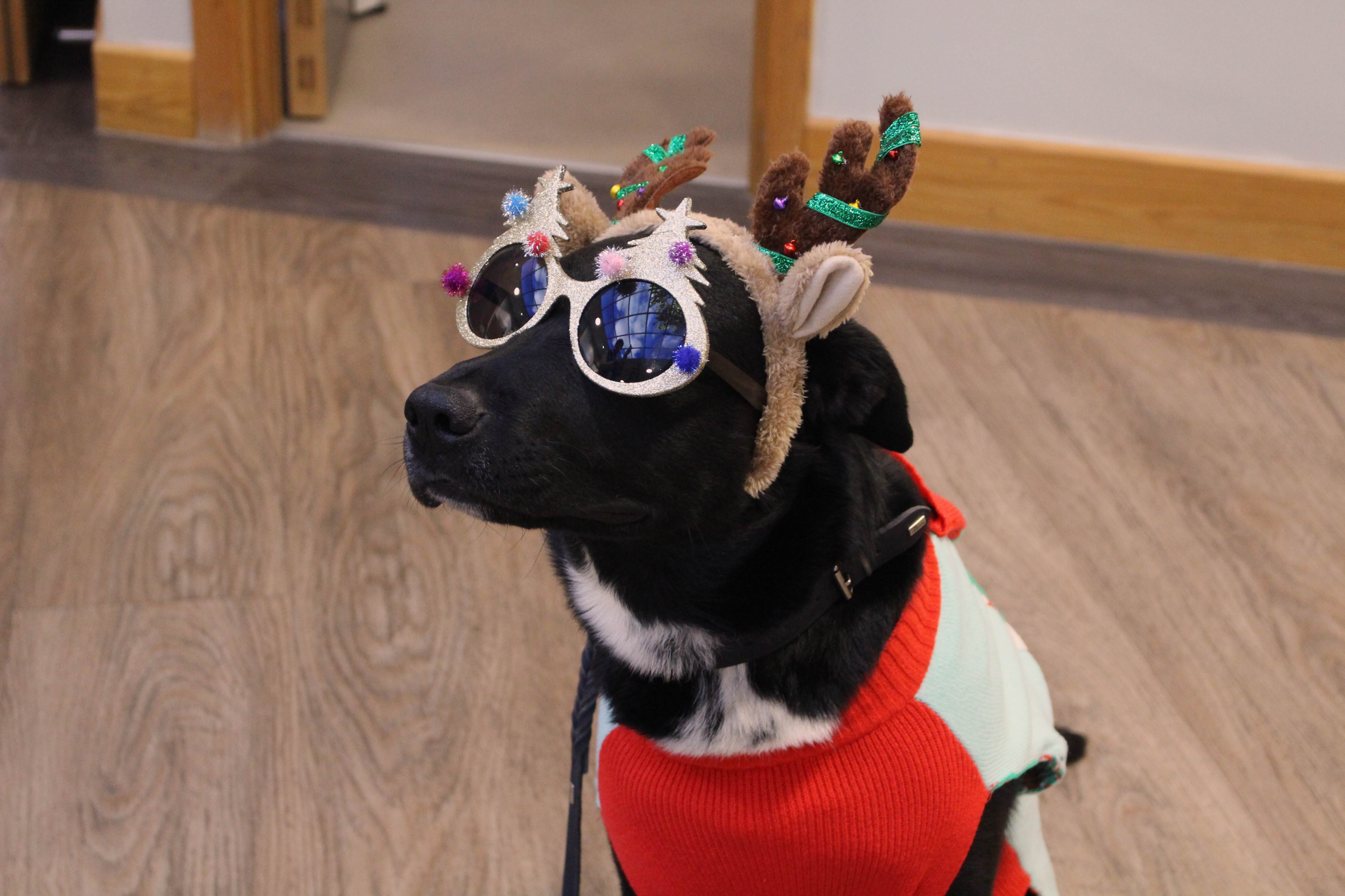 Large, black pet therapy dog wearing a Christmas jumper, glasses and antlers