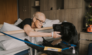 Female patient leading over the side of a hospital bed to stroke a large, black therapy dog with a blue lead
