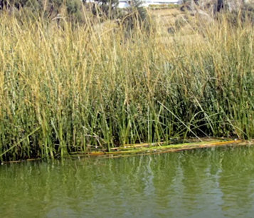 Reeds