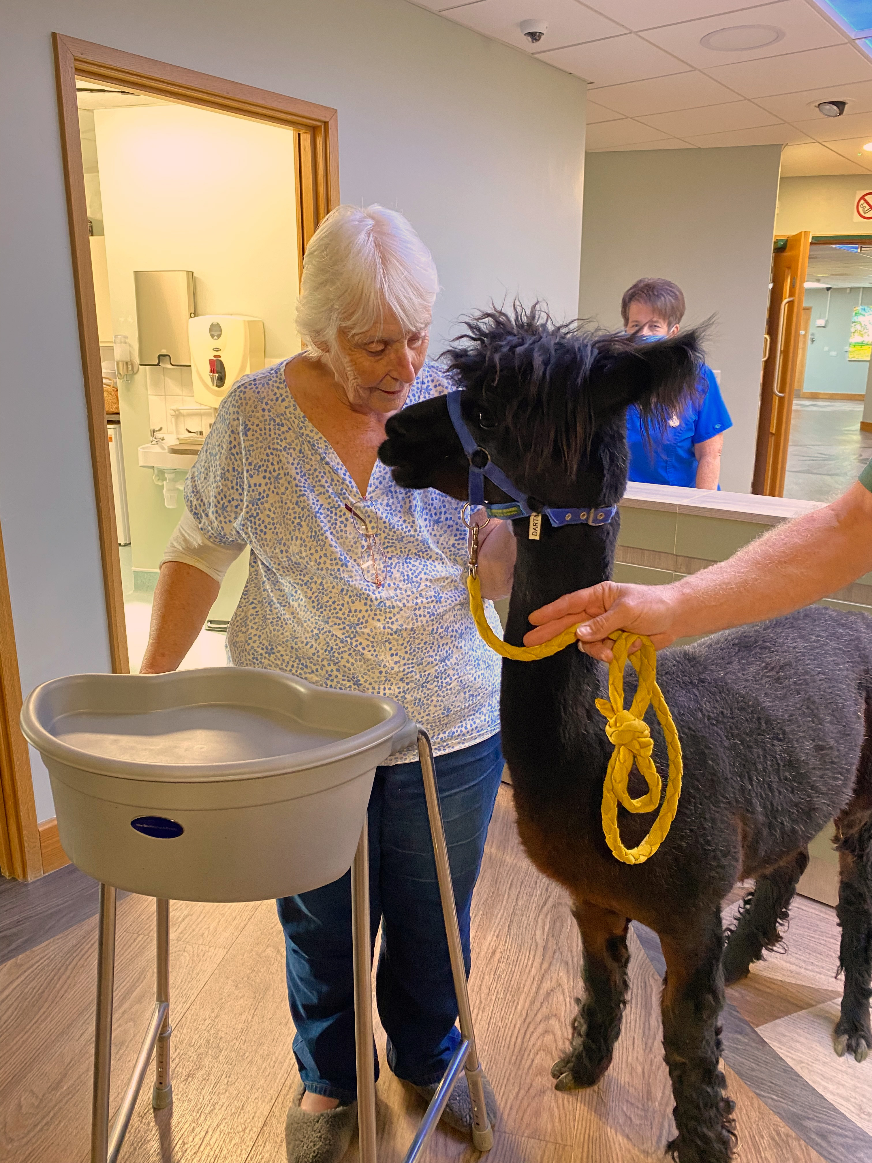 Female patient stood inside holding a zimmer frame, while stroking a black alpaca with a yellow lead