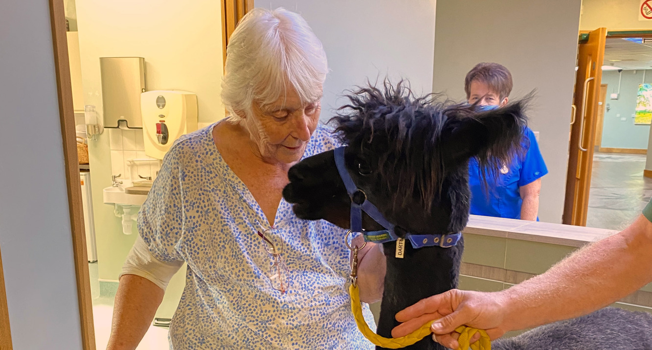 Female patient stood inside holding a zimmer frame, while stroking a black alpaca with a yellow lead