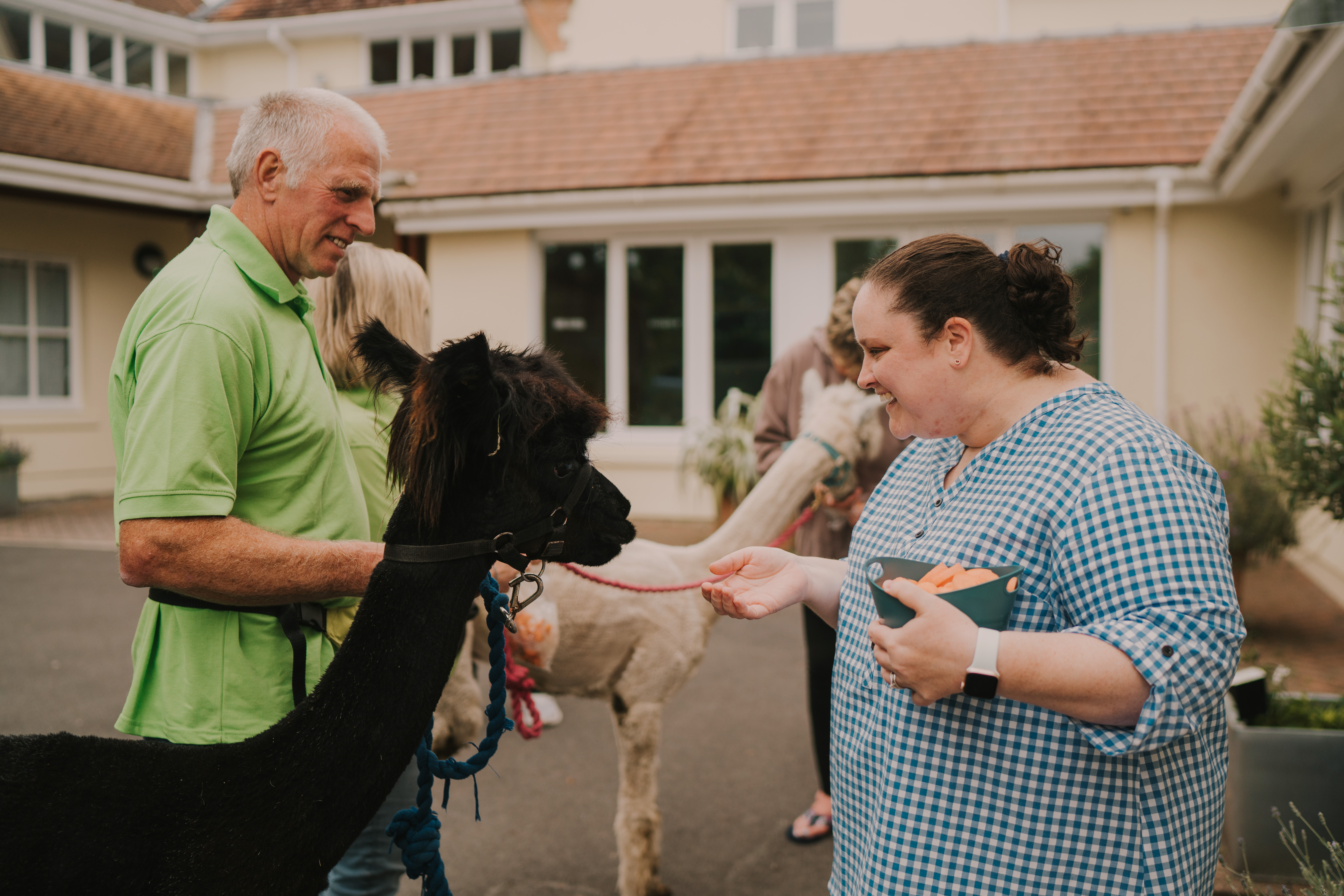 Female nurse feeding carrots to a black alpaca being held by a male animal handler in a lime green t-shirt
