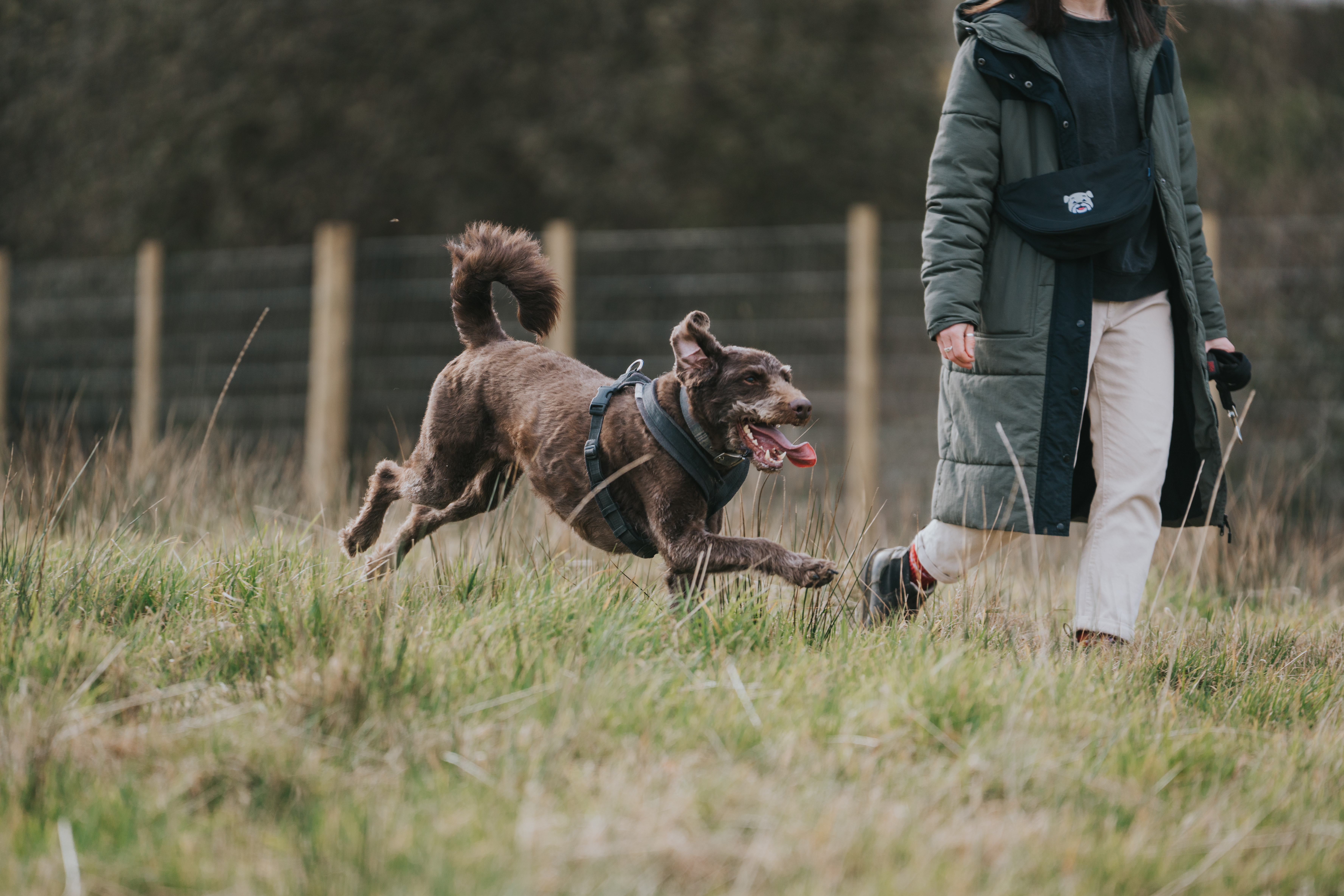 Waggy Tails Meadow 1