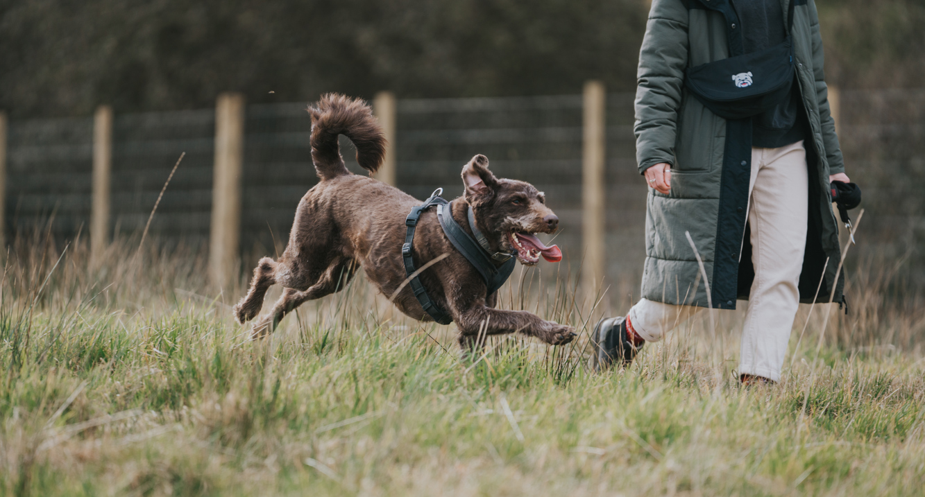 Waggy Tails Meadow 1